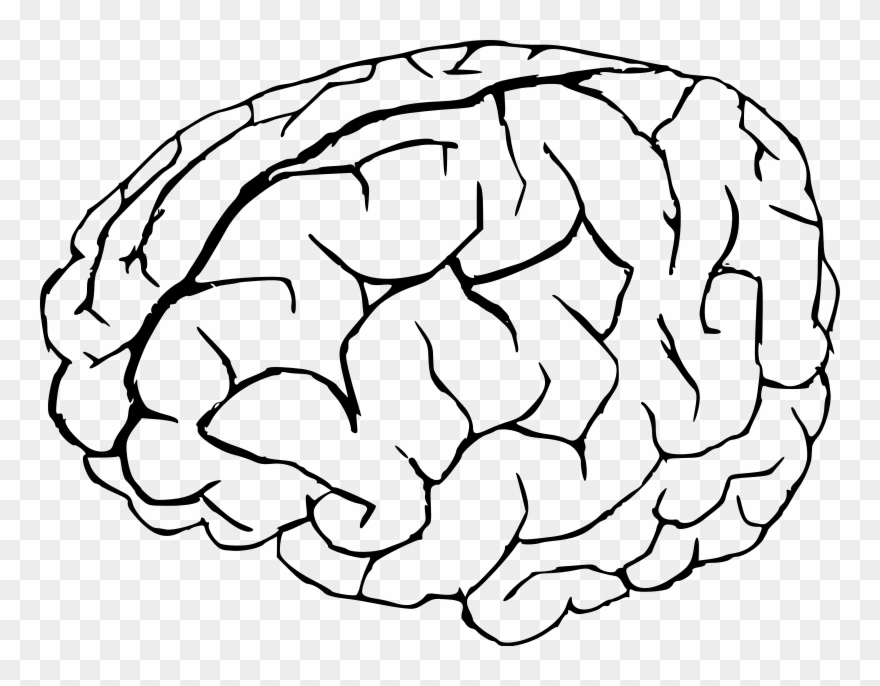 Knowledge Clip Art Download - Brain Drawing Png Transparent Png