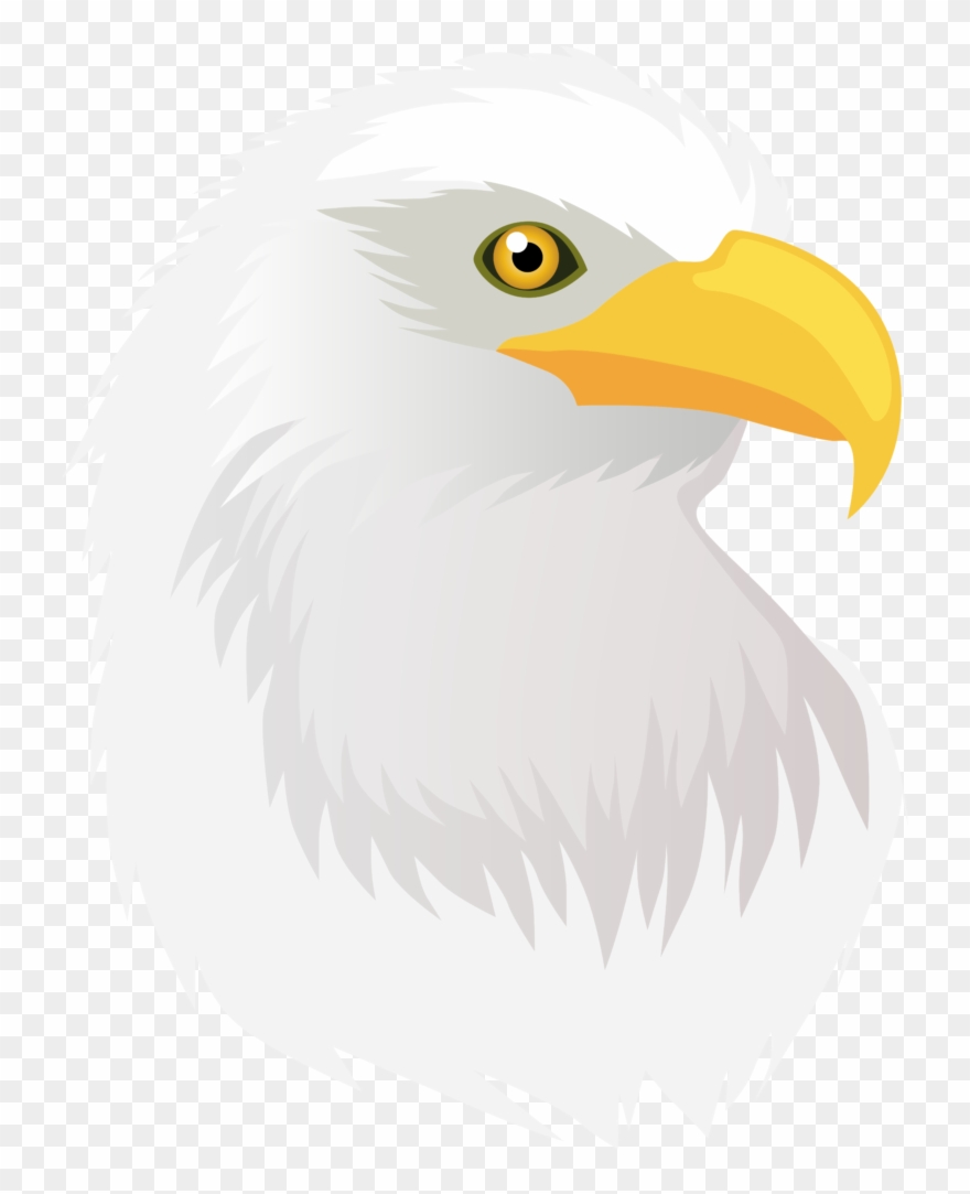 Bald Eagle Head Clipart 6 Free Frog - Eagle - Png Download
