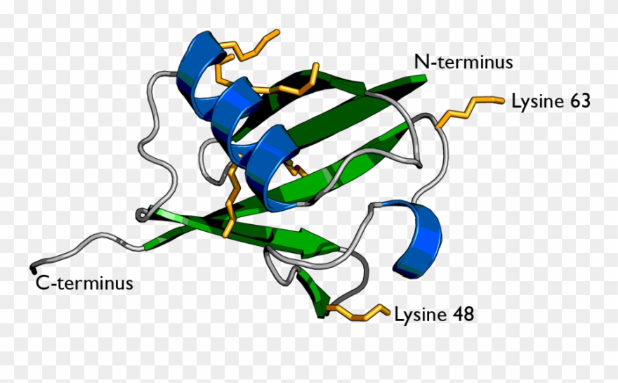 Http - //upload - Wikimedia - Org/wikipedia/commons/f/ - Primary Structure Of Ubiquitin Clipart
