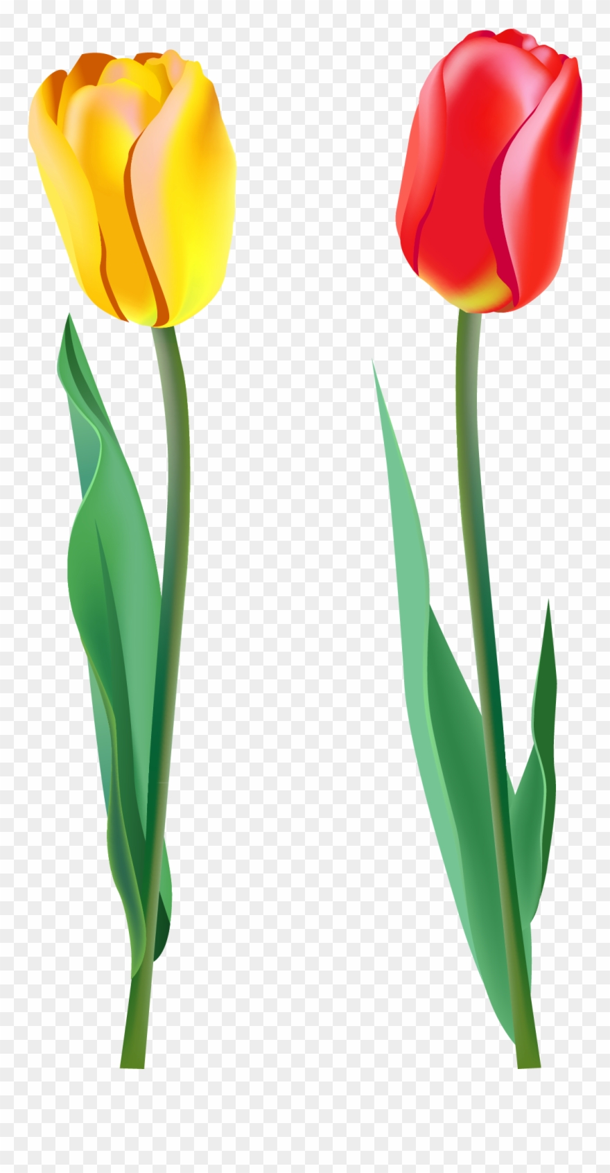 Spring - Tulips Png Clipart