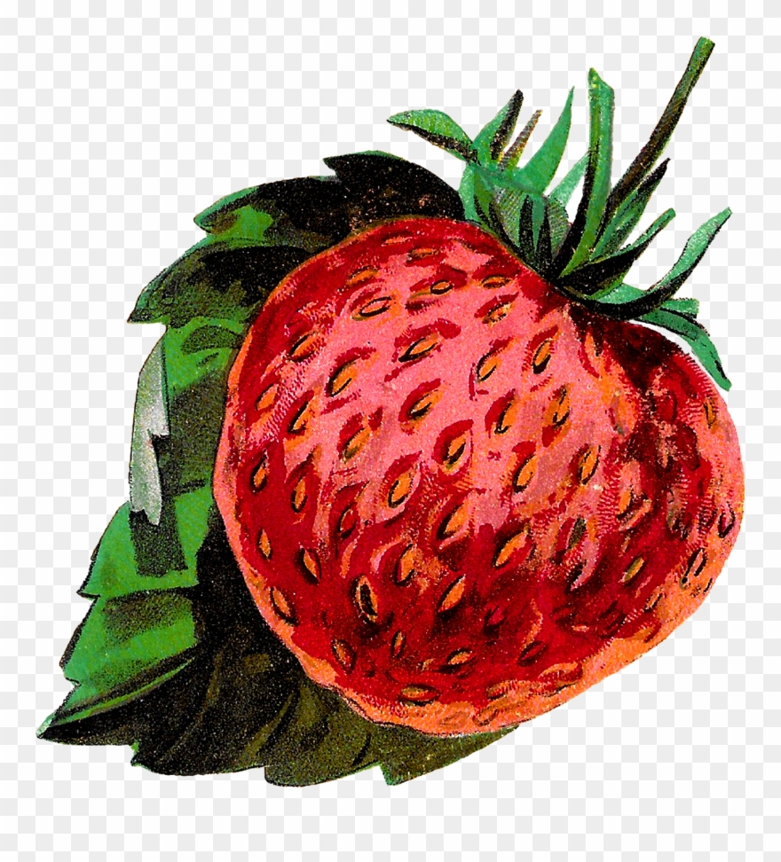 Antique Images Strawberries Fruit Stock Clip Art - Png Download