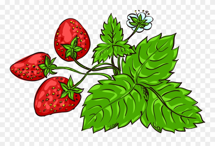 Clipart Leaf Strawberry - Png Download