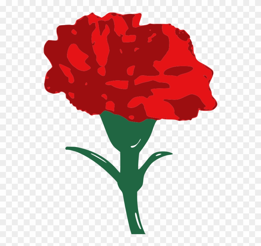 Clip Library Library Carnation Vector Black And White - Red Carnation Clip Art - Png Download