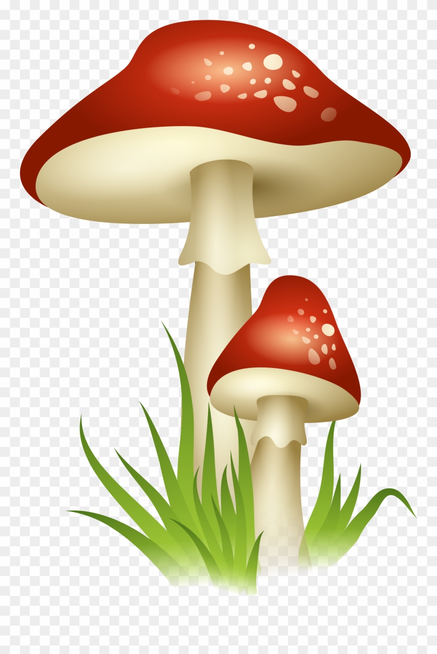 Mushrooms Transparent Png Picture Gallery Yopriceville - Clear Background Mushroom Png Clipart
