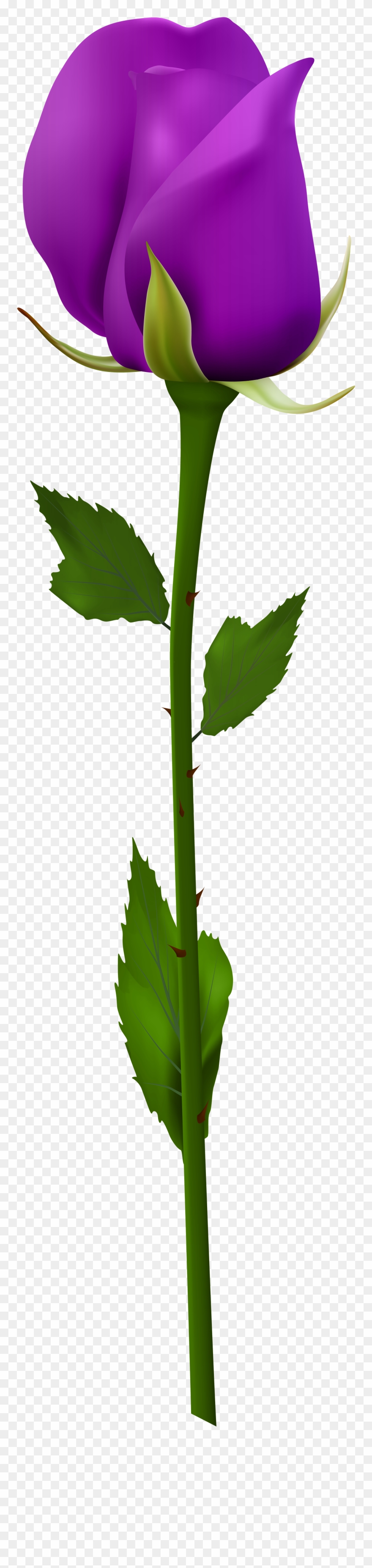 Purple Rose Png Clipart