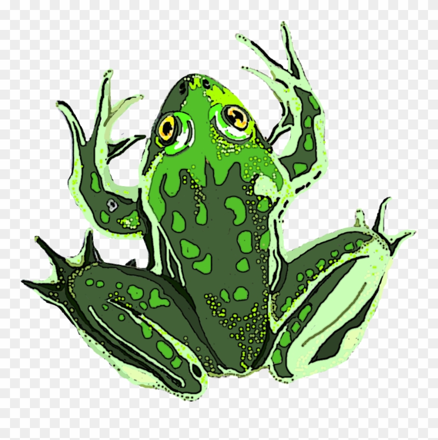 Paradox Frog Clipart