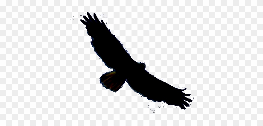 Last Night An Old Friend, A Red-tailed Hawk, Came In Clipart
