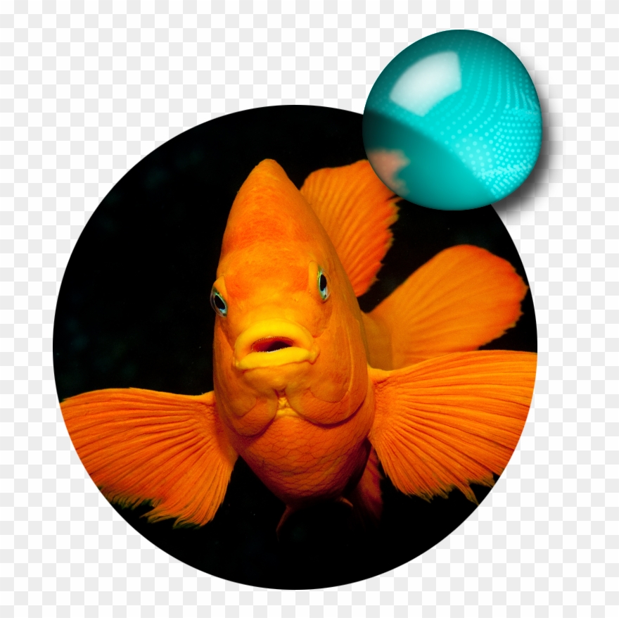 Eat Urchins, Crabs, Clams, Octopuses Clipart