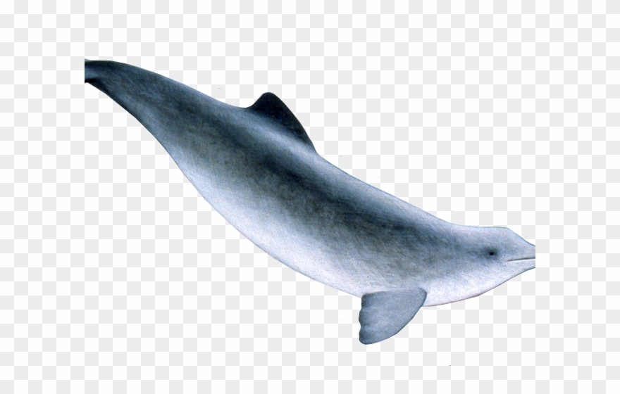 Spinner Dolphin Clipart Porpoise - Png Download