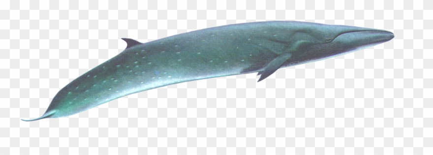 Transparent Whale Thin Back Clipart