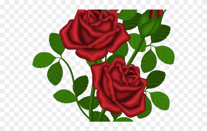 Red Rose Clipart Rose Bush - Png Download