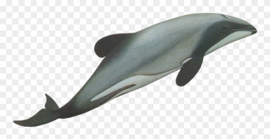 Spinner Dolphin Clipart Swimming Animal - Png Download