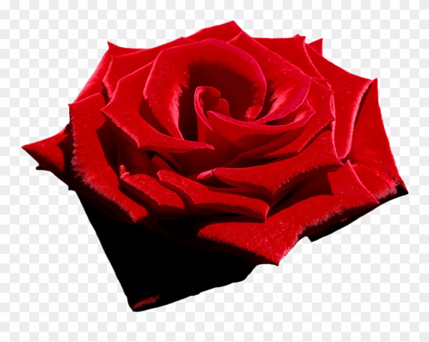 Velvet Red Rose, Png File, Attention Only The Maximum Clipart