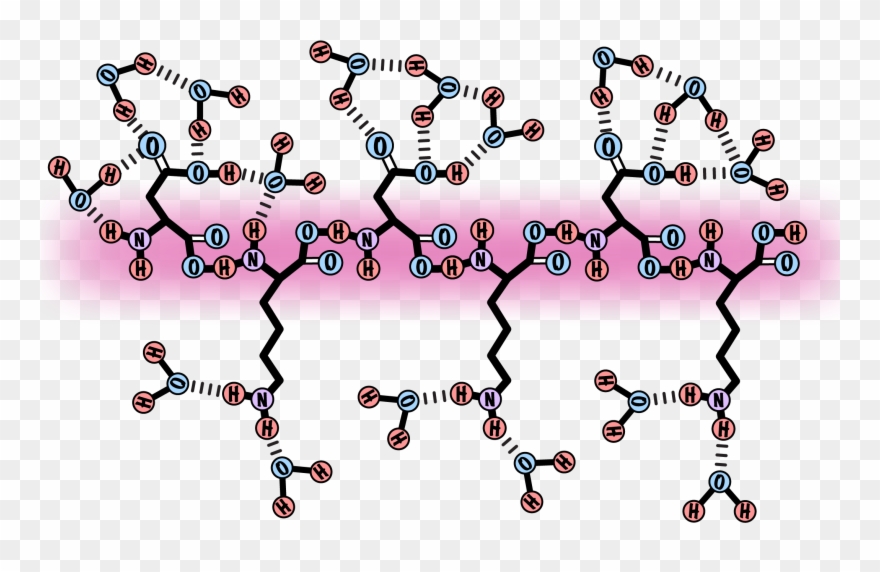 Schematic Of The Uptake Of Water Molecules By The Gelatin Clipart