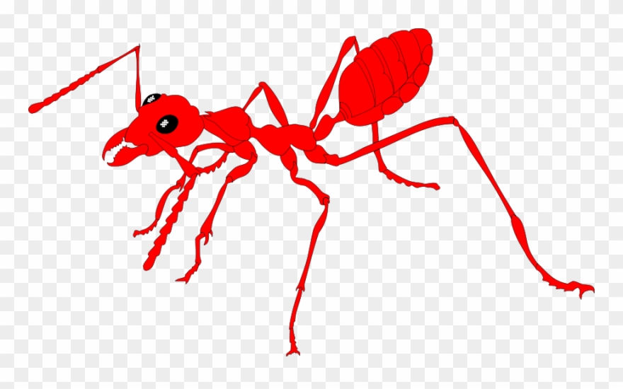 This Free Clip Arts Design Of Insect Animal 24 - Png Download