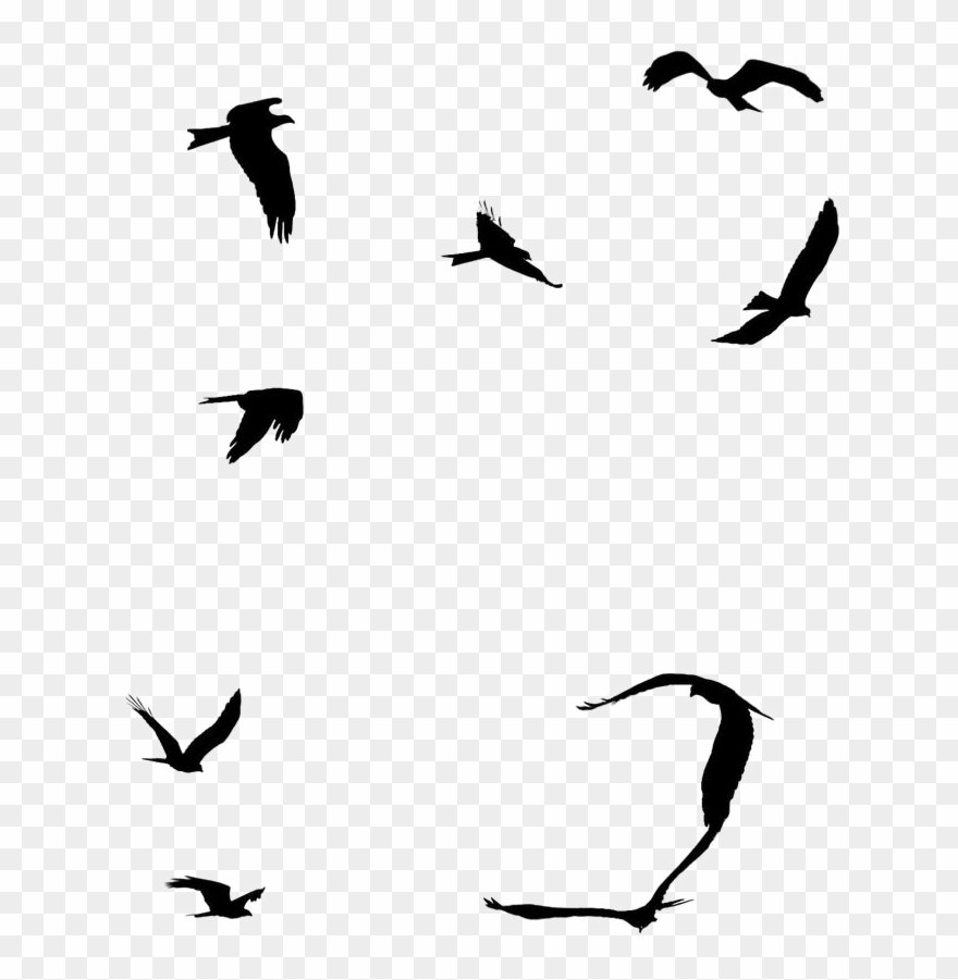 Ocean Birds Png File Clipart
