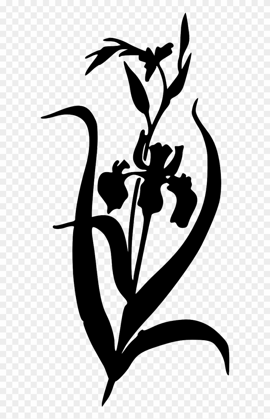 Silhouette Iris Plants Black Png Image Clipart