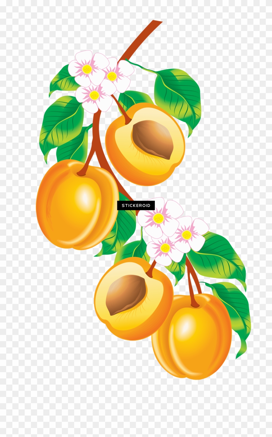 Peach Clipart