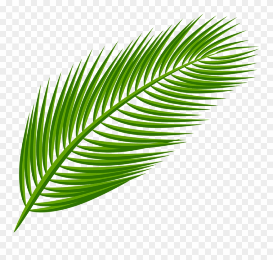 Download Palm Leaf Transparent Clipart Png Photo