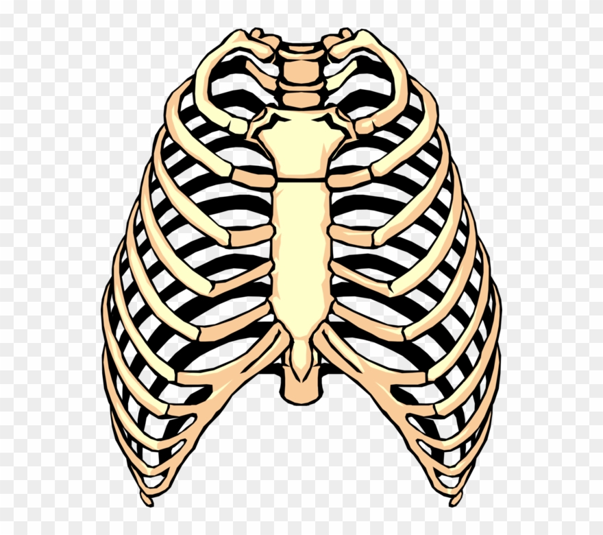 Human Rib Cage Image Clipart