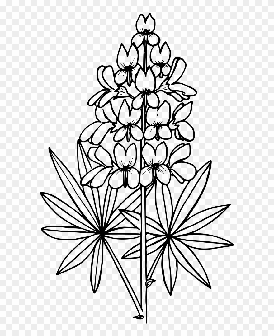 Prairie Lupine Clipart
