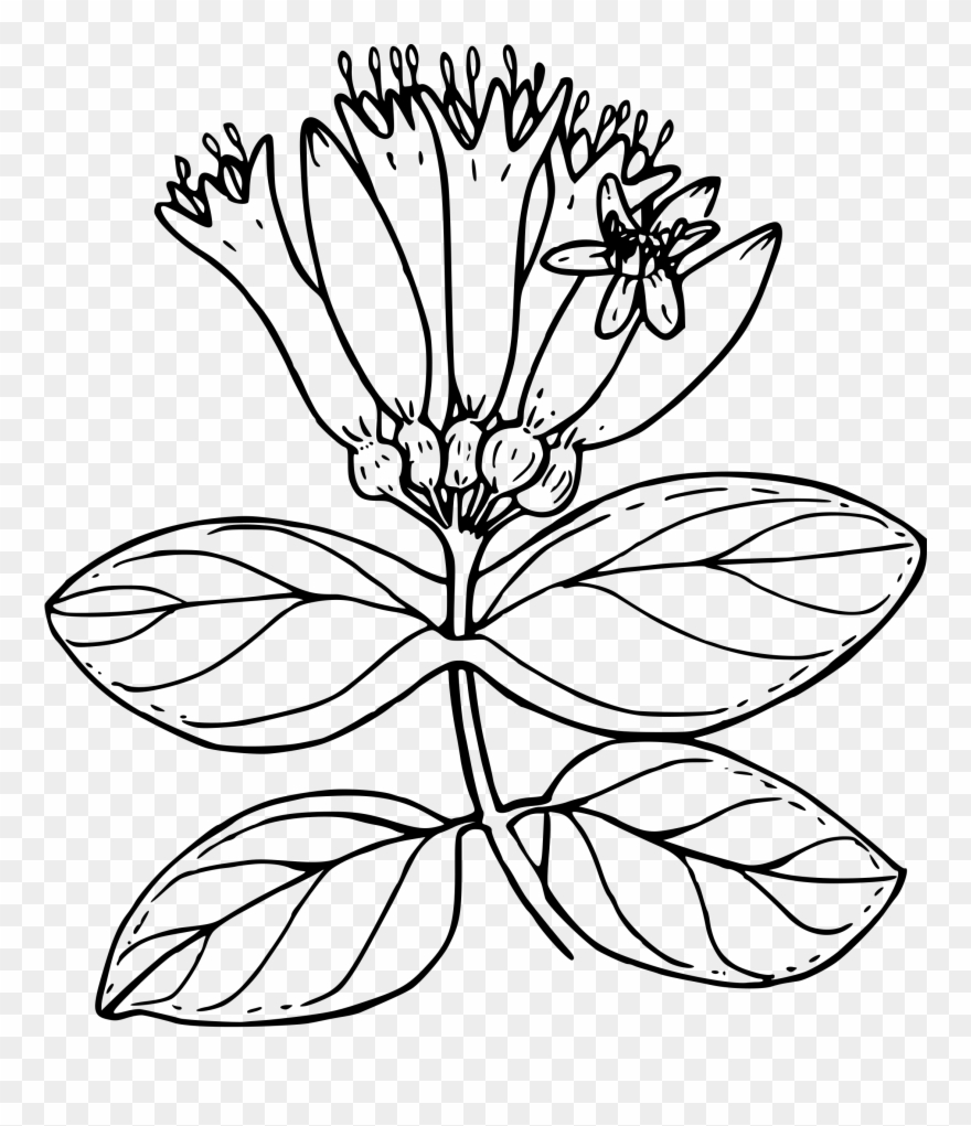 Orange Honeysuckle Clip Transparent - Png Download