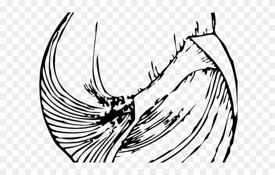 Shell Clipart Kerang - Png Download