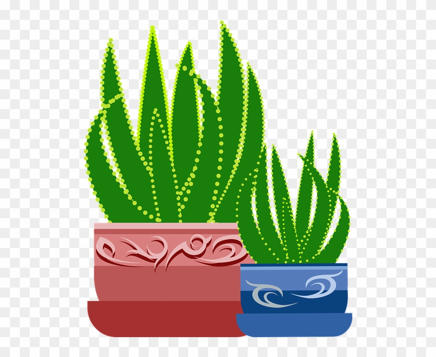 Graphic, Aloe, Plant, Cactus, Botanical, Healing Clipart