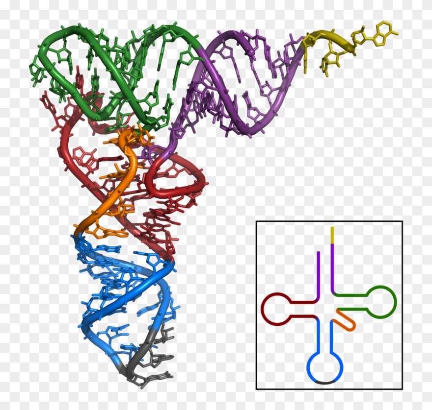 Trna-phe Yeast 1ehz Clipart