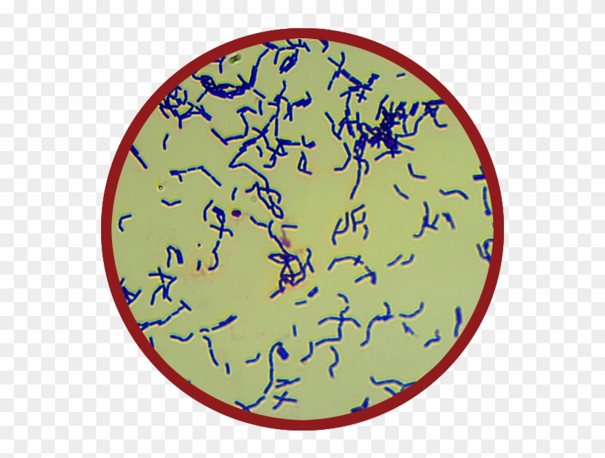 Brewing Bacteria Clipart