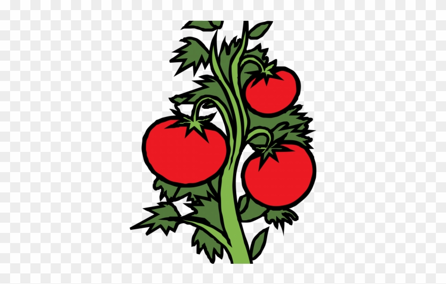 Tomato Clipart Shrub Plant - Png Download