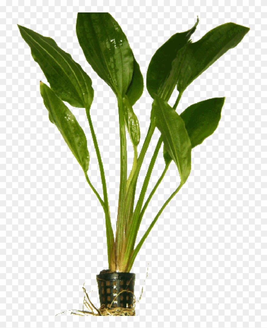 Echinodorus Argentinensis In Pot Clipart