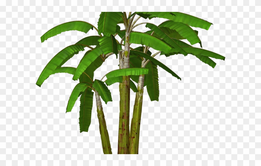 Shrub Bushes Clipart Many Tree - Png Download