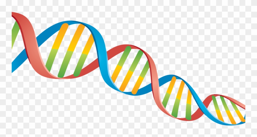 Dna Png Clipart