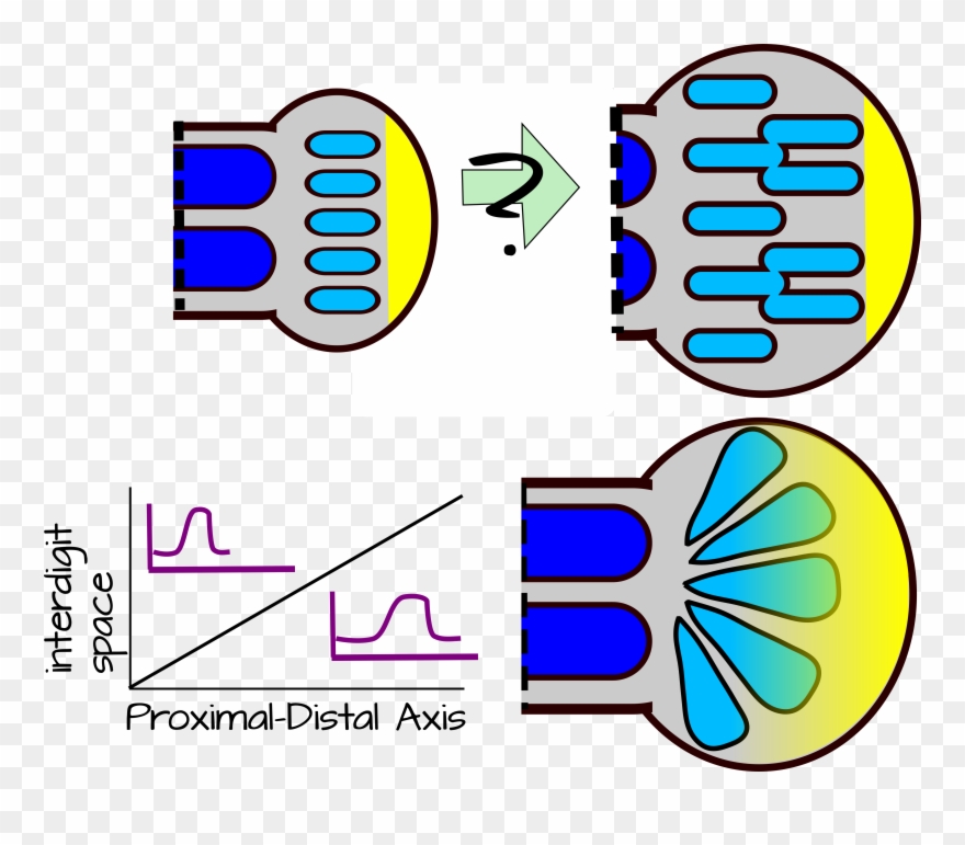 Modifying The Wavelength Clipart