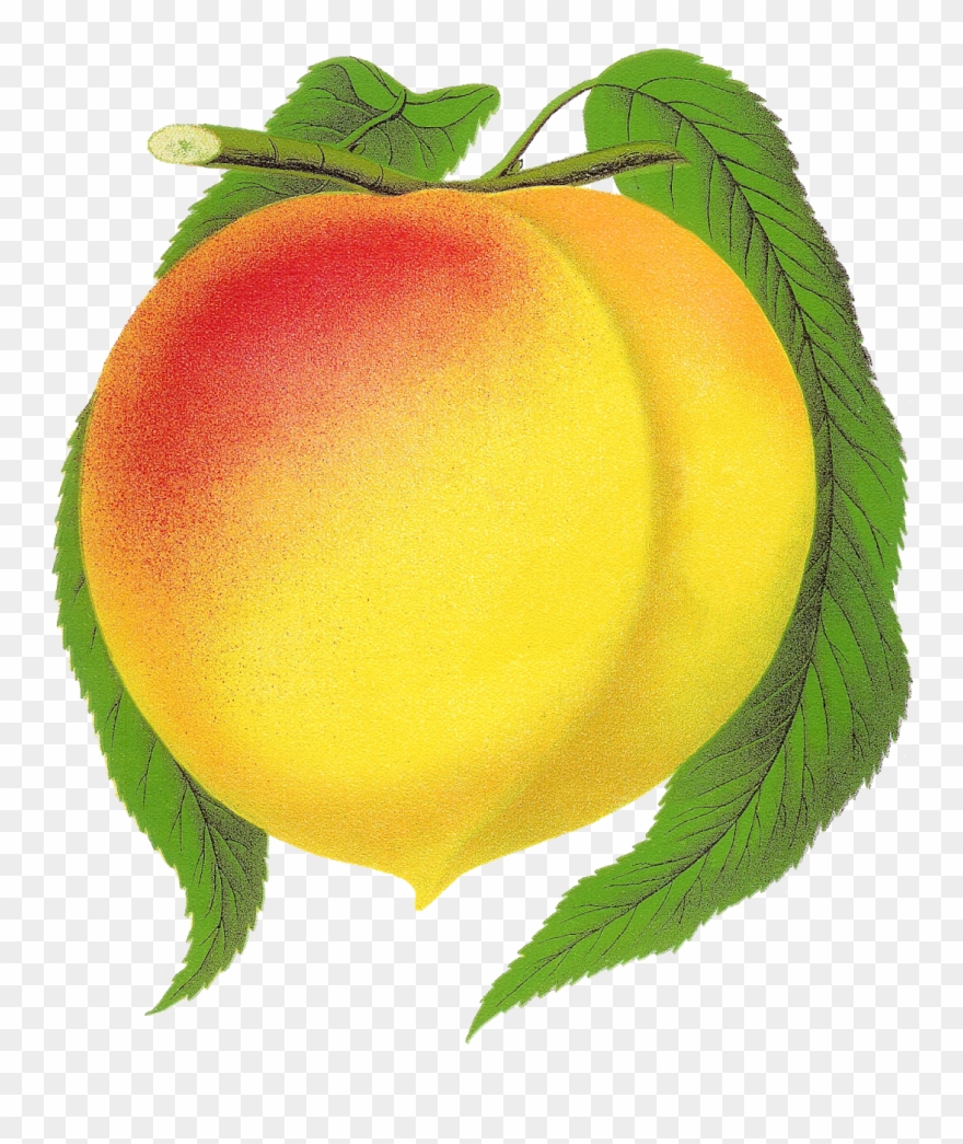 Fruit Peach Clipart New Globe Illustration Botanical - Png Download