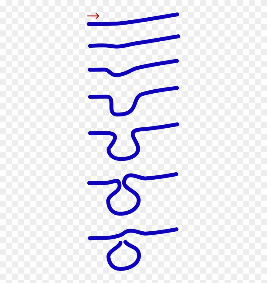 Life History Of A Meander Clipart