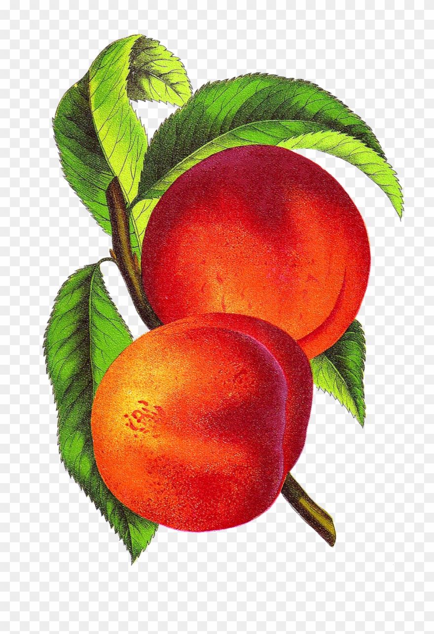 Peach Fruit Clip Art - Png Download