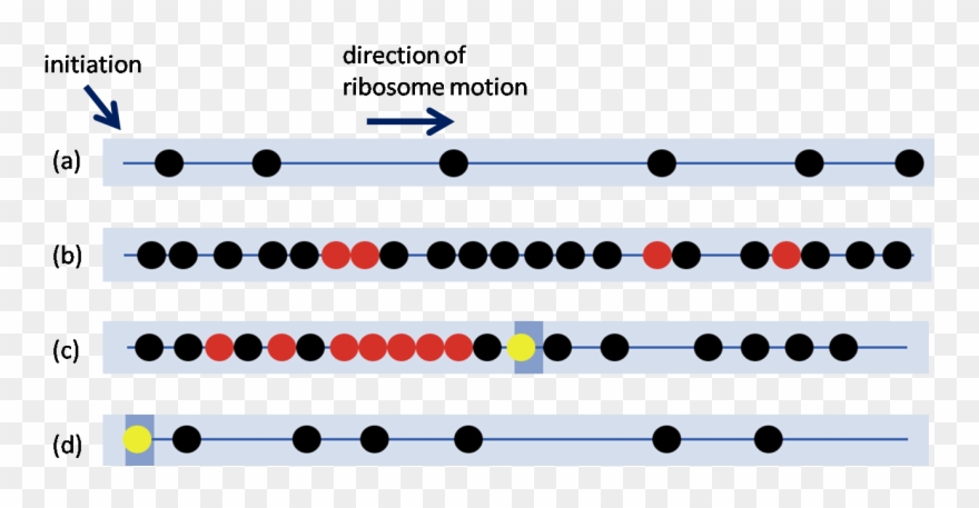 The Presence Of Slow Codons Within A Sequence Can Cause Clipart