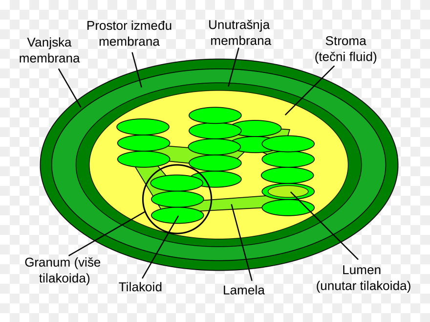Chloroplasts Diagram - Clipart