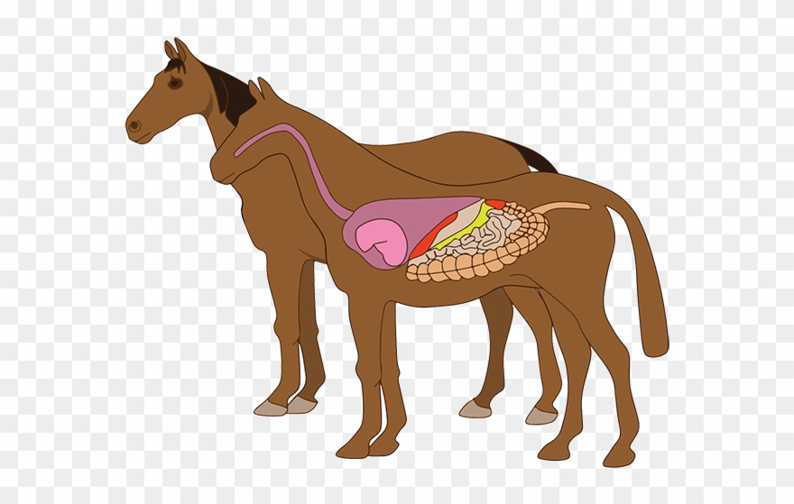 The Cecum Holds The Large, Multifaceted Population Clipart