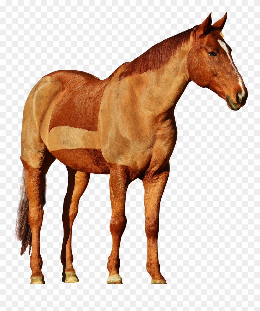 Pluspng - Horse Png - Pluspng - Transparent Horse Png Clipart
