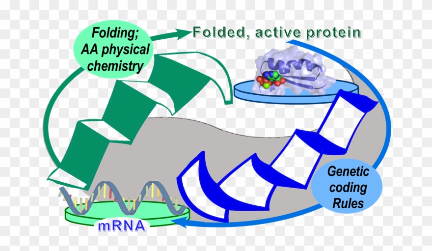 Translation Of Aars Genes Is A Paradoxical Level-crossing Clipart