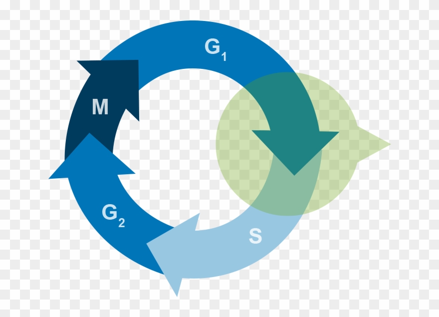 Targets S Phase Progression Clipart