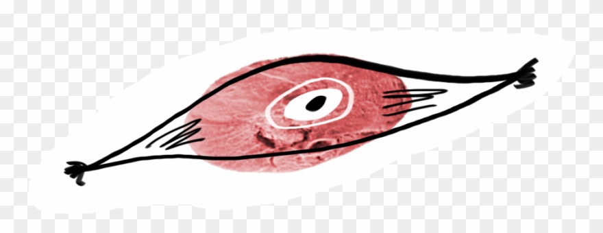 An Image Of Meat With An Illustrated Overlay Of A Muscle Clipart