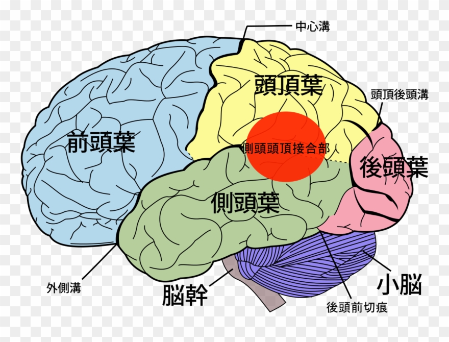 Temporo-parietal Junction Ja Clipart