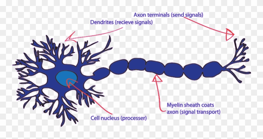 Neuron Clipart Design - Png Download