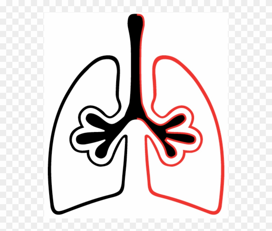 Found That During Phagocytosis, Macrophages Release Clipart