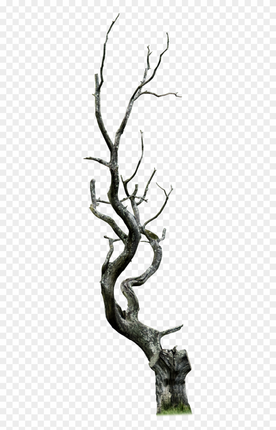 Dead Tree Clipart Thorn Tree - Png Download