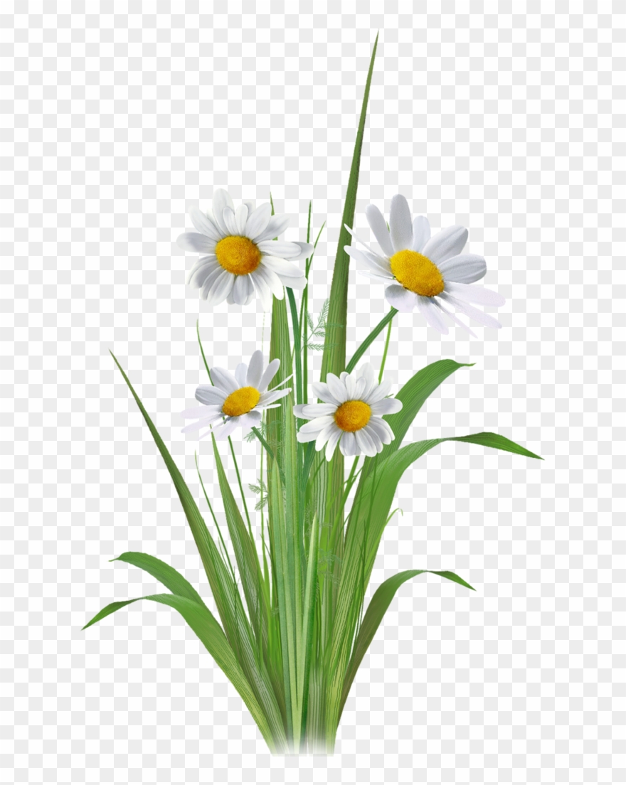 Photo Quality Clipart